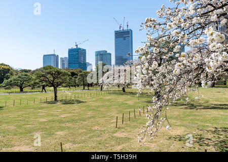 Hamarikyu Gärten, Tokio, Tokyo, Japan Stockfoto