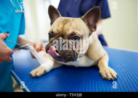 Verletzte Hund bandage Erhalt des Tierarztes Stockfoto