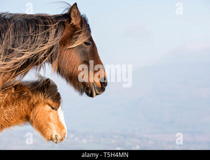 Vereinigtes Königreich, Brecon Beacons, wilde Pferde, Mutter und junges Tier Stockfoto