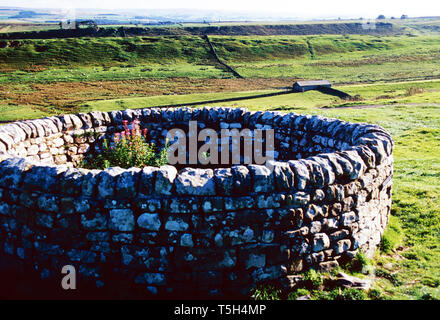 Hadrian's Wall bei Housesteads Roman Fort, Scottish Borders, England Stockfoto