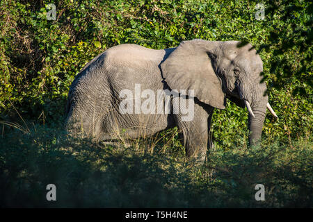Sambia South Luangwa National Park, Afrikanischer Elefant Stockfoto
