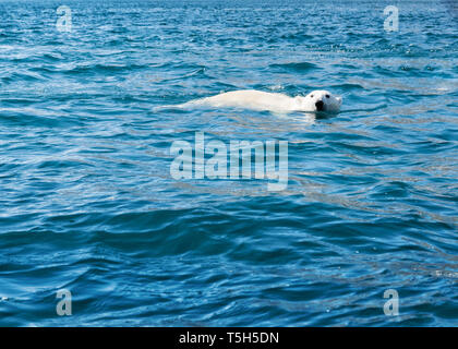 Grönland, Sermersooq, Kulusuk, Ikateq Fjord, Schwimmen Polar Bear Stockfoto