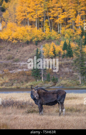 Kuh Elch mit Falllaub, Silver Lake, Brighton, Big Cottonwood Canyon, Wasatch Berge, Utah Stockfoto