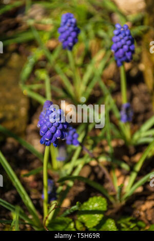 Lila Blumen auf einem muscari Pflanze Blüte im Frühjahr. Auch Traubenhyazinthen oder bluebells in den USA bekannt Stockfoto