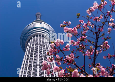 Tokio Skytree von unten mit kirschblüten gesehen Stockfoto