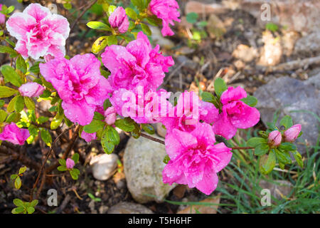 Rosa Blüten auf einer Azalee Busch im Schatten in Nord-Ost Italien wachsende Stockfoto