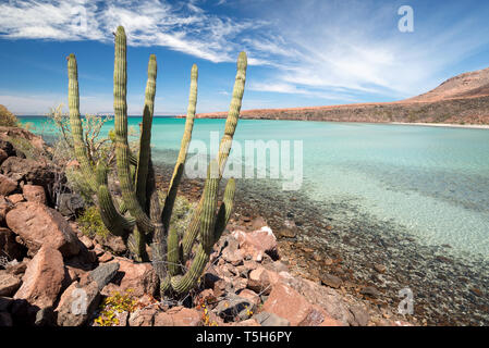 Cardón Kaktus, Espiritu Santo, Baja California Sur, Mexiko. Stockfoto