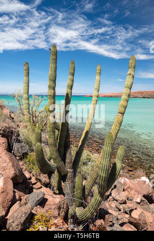 Cardón Kaktus, Espiritu Santo, Baja California Sur, Mexiko. Stockfoto