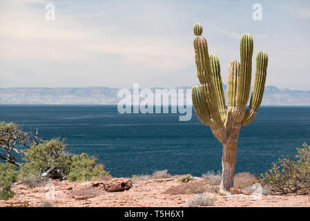 Cardón Kaktus auf Espiritu Santo Island, Mexiko Baja California Sur, Mexiko. Stockfoto