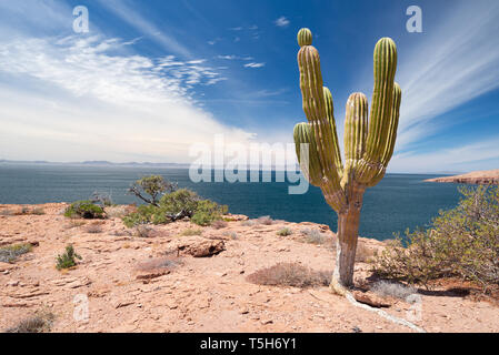 Cardón Kaktus auf Espiritu Santo Island, Mexiko Baja California Sur, Mexiko. Stockfoto