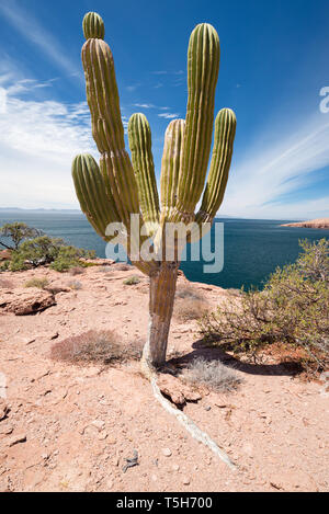 Cardón Kaktus auf Espiritu Santo Island, Mexiko Baja California Sur, Mexiko. Stockfoto