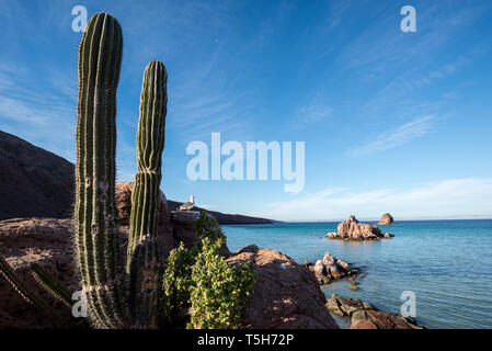 Cactus & Möwe, Espiritu Santo, Baja California Sur, Mexiko. Stockfoto