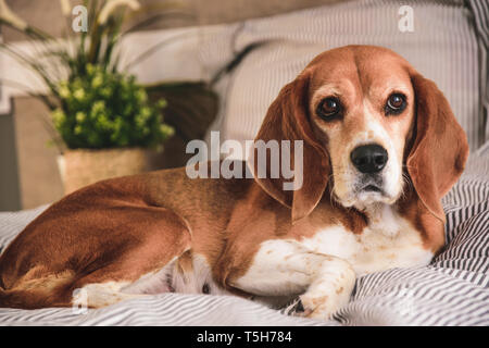 Hund in Besitzer Bett oder Sofa. Faul beagle Hund müde schlafen oder aufwachen. Gähnen mit langen Zunge heraus. Hund in Besitzer Bett oder Sofa. Faul beagle Hund müde Stockfoto