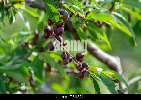 Kleine unreife Aprikosen Früchte Rip auf Aprikosen Baum im Frühling, die Landwirtschaft in Griechenland Stockfoto