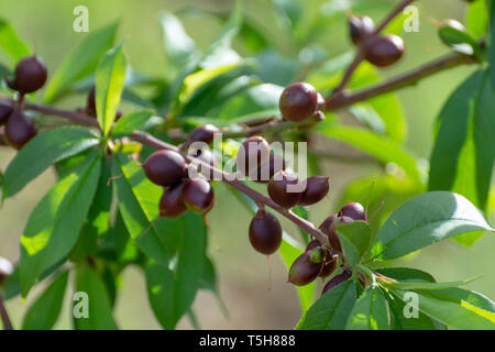 Kleine unreife Aprikosen Früchte Rip auf Aprikosen Baum im Frühling, die Landwirtschaft in Griechenland Stockfoto