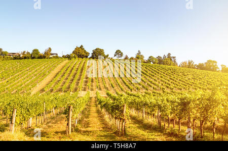 Malerischer Blick auf Weinberg Zeilen auf einem Hügel im Spätsommer Stockfoto