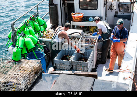 Vinalhaven, Maine, USA - 4. August 2017: Hummer Männer halten der Maine Hummer Industrie lebendig Sortierung leben Hummer an den Docks am Ende verkauft werden Stockfoto