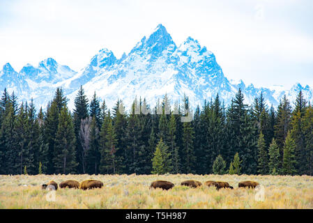 Büffel grasen vor der Grand Teton, Grand Teton National Park, Wyoming Stockfoto