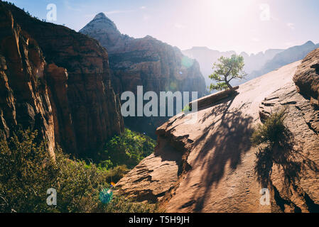 Suche im Zion National Park Stockfoto