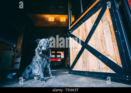 Hund in eine Rote Scheune Stockfoto