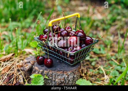 Mini Warenkorb voller Frische rote reife Kirschen auf dem grünen Rasen Stockfoto