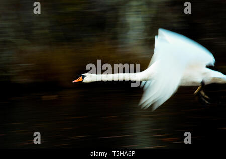 Weißer Schwan auf einem Teich Stockfoto