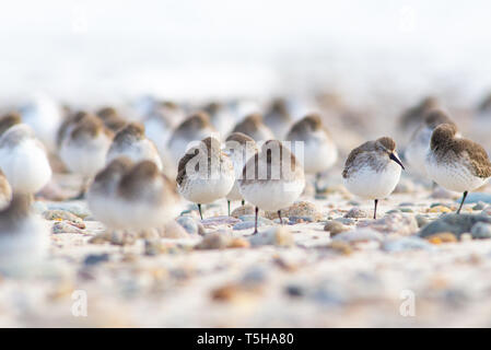 Sand Pipers Im Wind Stockfoto