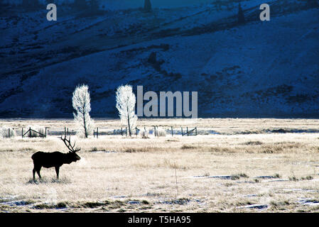 Ein Bullenelch mit großen Geweihen steht im Winter auf einem Feld in Jackson, Wyoming, Nordamerika Stockfoto