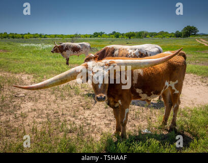 Longhorn Rinder unter Bluebonnets im Texas Hill Country. Stockfoto