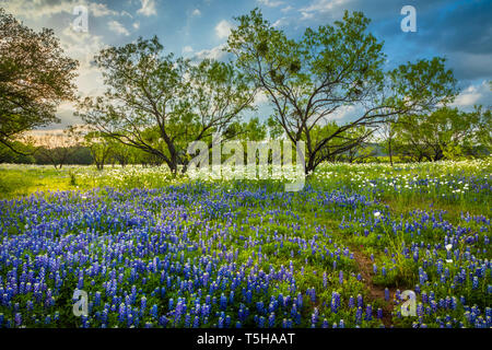 Das Texas Hill Country ist ein fünfundzwanzig County Region Central Texas und South Texas mit karst Topographie und hohen schroffen Hügeln bestehend aus Stockfoto