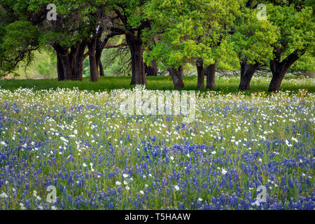 Das Texas Hill Country ist ein fünfundzwanzig County Region Central Texas und South Texas mit karst Topographie und hohen schroffen Hügeln bestehend aus Stockfoto