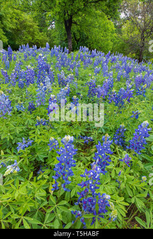 Das Texas Hill Country ist ein fünfundzwanzig County Region Central Texas und South Texas mit karst Topographie und hohen schroffen Hügeln bestehend aus Stockfoto