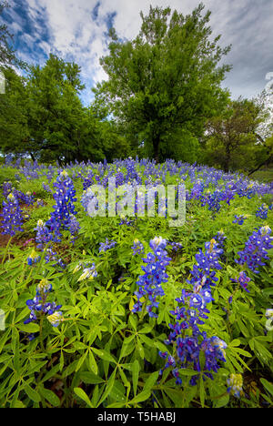 Das Texas Hill Country ist ein fünfundzwanzig County Region Central Texas und South Texas mit karst Topographie und hohen schroffen Hügeln bestehend aus Stockfoto