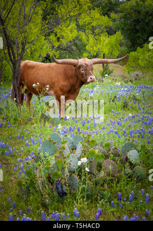 Longhorn Rinder unter Bluebonnets im Texas Hill Country. Stockfoto