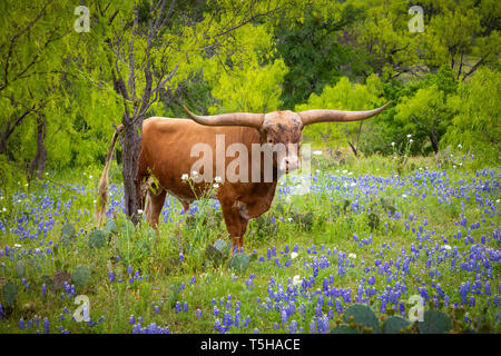 Longhorn Rinder unter Bluebonnets im Texas Hill Country. Stockfoto