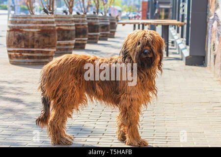 Porträt eines Französischen shaggy braun Schäferhund Briar braun Farbe auf dem Hintergrund der alten Bierfässer und gepflasterte Strasse, Stadt, Bürgersteig. Stockfoto