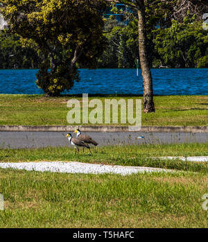 Ein paar Maskierte Kiebitz Vögel wandern rund um einen Rasen Stockfoto