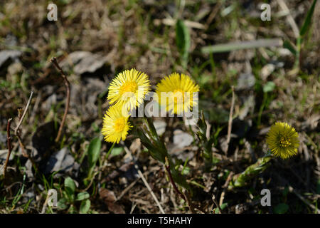 Huflattich (Tussilago farfara) Blumen im Frühling beleuchtet von Sun Stockfoto