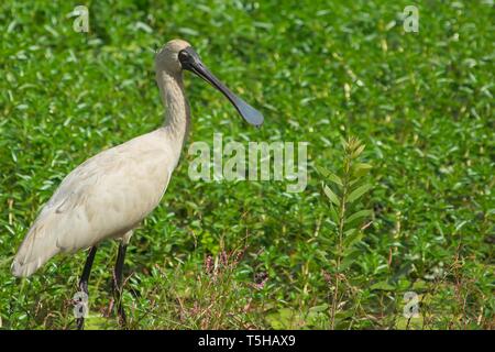 Australische royal Löffler (Platalea Regia) in natürlicher Umgebung Stockfoto