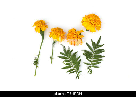 Ringelblume Blumen so schön, gelbe Ringelblume Blume, Tagetes erecta, mexikanische Ringelblume, Aztec Ringelblume, auf weißem Hintergrund isoliert mit hoher Auflösung Stockfoto