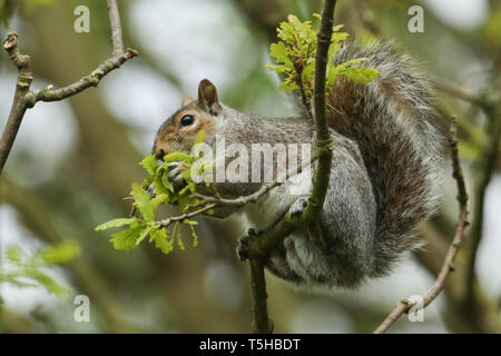 Eine süsse graue Eichhörnchen, Scirius carolinensis, essen das neue Wachstum einer Eiche im Frühjahr in Großbritannien. Stockfoto