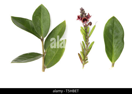 Zamioculcas. Dollar Tree. Secculent. Grünes Blatt. Indoor Blüte. Madagaskar ist eine Pflanze. Zamiokulkas auf weißem Hintergrund Bild mit hoher Auflösung isoliert Stockfoto