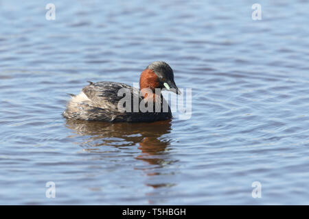 Ein süßes kleines Grebe, Tachybaptus ruficollis, Schwimmen auf einem Fluss auf der Jagd nach Essen. Stockfoto