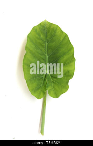 Colocasia gigantea Blatt, genannt auch riesigen Elefanten Ohr oder indische Taro, Herz Form blatt auf weißem Hintergrund hochauflösende Bilder Galerie isoliert. Stockfoto