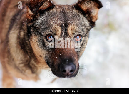 Hund Nah-, PET, PET bedauernswerten Hund suchen, nimal Stockfoto