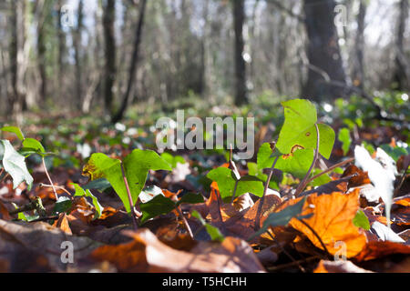 Efeu wächst in Wäldern Blattsänfte Stockfoto