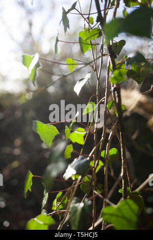 Efeu wächst in Wäldern Stockfoto