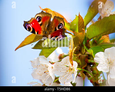 Tagpfauenauge auf Kirschblüten Stockfoto
