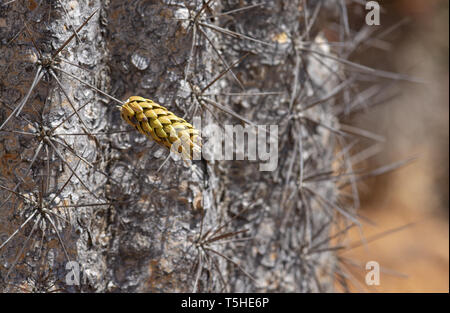 Kleine Kaktusblüte in gelblich grün auf Grau stacheligen dornigen große Kaktus Makro Stockfoto