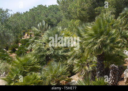 Mallorca endemisch Zwergpalme Chamaerops humilis üppige Blätter in der Sonne. Stockfoto